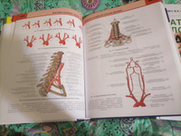 Анатомия человека. Атлас в 3 томах. Том 3. Нервная система | Билич Габриэль Лазаревич, Крыжановский Валерий Анатольевич #2, Ксения С.