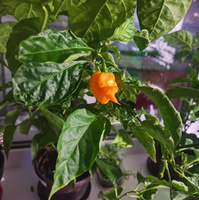 Перец острый Carolina Reaper семена (5 ШТ) #62, Лицингер Иван