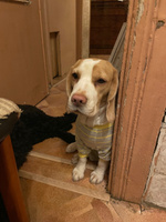 Комбинезон-пижама для собак PAWSTAR. Размер 2XL. Костюм медвежонок. Обхват груди 56-59 см. Одежда средних пород басенджи, мопса, французского бульдога. #5, Дарья Т.
