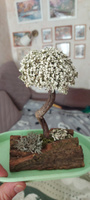 Живое дерево из исландского мха цетрария "Красавчик" большой #33, Михаил П.