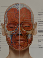 Плакат Анатомия лица человека: мышцы, кровеносная и нервная системы в кабинет косметолога в формате А1 (84 х 60 см) #2, Хабиба Б.