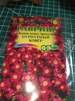 Семена Камнеломка Арендса Пурпурный Ковер, 2 пакетика по 0,01г/150шт #32, Ирина С.