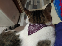 Ошейник с банданой (Collar for Pets), ДЛЯ КОШЕК И МЕЛКИХ ПОРОД СОБАК, обхват шеи 22,5-27см цвет: фиолетовый #31, Алиса Б.