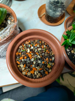 Суккулент Литопс Lithops mix семена (10 ШТ) #63, Ирина Г.