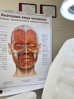 Плакат Анатомия лица человека: мышцы, кровеносная и нервная системы в кабинет косметолога в формате А1 (84 х 60 см) #3, Хабиба Б.
