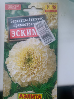 Бархатцы низкорослые "Эскимо" Семена цветов Аэлита, 0,05 гр #49, Альбина В.