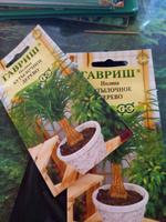 Нолина (бокарнея) Бутылочное дерево, 2 пакета, семена 3 шт, Гавриш #95, Наталья Ч.