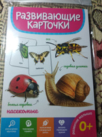 Развивающие карточки "Насекомые" #25, Татьяна