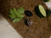 Кокосовый коврик(30*20 см) для террариума,рептилий, улиток,проращивания микрозелени. Грунт для террариума, кокосовый субстрат для улиток #6, Виктория К.