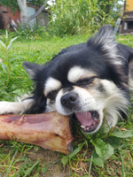 Лакомства Dog-Pet Запеченная говяжья кость для собак . Сделано в Карелии #5, Елена К.
