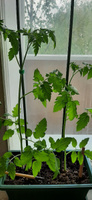 Лента-липучка многоразовая для подвязки растений. Ширина 1см, длина 5м. #7, Ольга С.