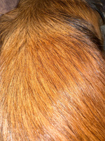 MIXIT Шампунь для блеска волос 1000мл. Профессиональный восстанавливающий и увлажняющий уход Hair Expert #8, Daria G.