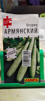 ОГУРЕЦ АРМЯНСКИЙ. Семена. Вес 10 шт. Экзотическая культура, часто именуемая огуречной дыней. #66, Наталия К.