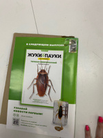 Жуки и пауки, Выпуск №2, Пёцилокорис широкий #32, Алиса Л.