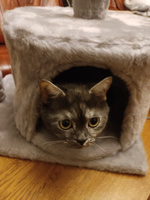 Домик для кошки с когтеточкой Pet БМФ "Пума" включает круглый лежак, высокая джутовая когтеточка, игровой комплекс, серый #2, Николай К.