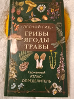 Лесной гид: грибы, ягоды, травы. Карманный атлас-определитель | Семенова Людмила Семеновна #5, Валентина Павлова