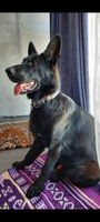 Ошейник для собак крупных и средних пород LIONESS ART, замшевый / Амуниция для прогулок, регулируемый размер 35-55 см, ширина 3 см, тёмно-серый #4, Диана Л.