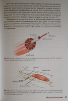 Анатомия йоги. Новейшая редакция | Каминофф Лесли, Мэтьюз Эйми #4, Марк Кузнецов