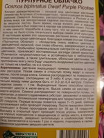 Космея дваждыперистая ПУРПУРНОЕ ОБЛАЧКО, 1 пакет, семена 0,1 гр, Евросемена #60, Елена