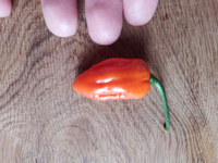 Семена Острый перец Scotch bonnet yellow (шотландская шляпа желтый), 5 штук #40, Сергей С