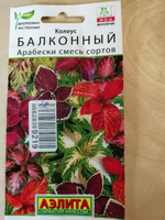 КОЛЕУС БАЛКОННЫЙ АРАБЕСКИ. Семена. Используется как многолетнее комнатное растение и как садовый летник. #26, Виктория Ф.