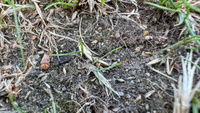 Семена Мятлика Лугового (DLF Дания) 1 кг Мосагрогрупп #71, Константин