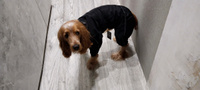 Комбинезон для собак крупных пород, демисезонная одежда для животных, дождевик водоотталкивающий ветронепродуваемый #10, Денис Г.