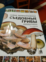 Самые распространенные съедобные грибы. Справочник-определитель начинающего грибника. Михаил Вишневский | Вишневский Михаил Владимирович #6, Василий Б.