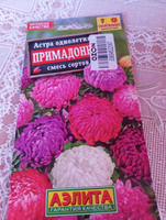 Астра Примадонна, смесь сортов #33, Ирина Р.