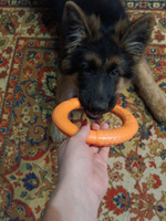 Кольцо для собак 18см, тренировочный пуллер, игрушка для собак #8, Елена Б.