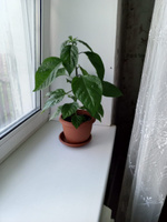 Семена Острый перец Carolina Reaper red (Каролина рипер красный), 5 штук #33, Дмитрий Б.