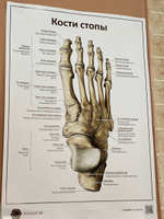 Плакат Кости стопы для кабинета педикюра и подолога в формате А1 (84 х 60 см) #4, Татьяна Б.