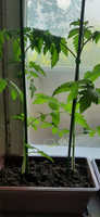 Лента-липучка многоразовая для подвязки растений. Ширина 1см, длина 5м. #8, Ольга С.