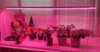 Фитосветильник, 48 вт, 150 cm, полный спектр, выключатель на корпусе, Все аксессуары помещаются в коробку со светодиодным линейным светильником для растений #7, Савелий К.