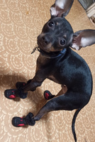 Ботинки для собак с резиновой подошвой/красные/размер 2 #81, Юлия