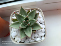 Эхеверия Агавоидес Эбони (Echeveria Agavoides Ebony) D5см #18, Крестина Л.