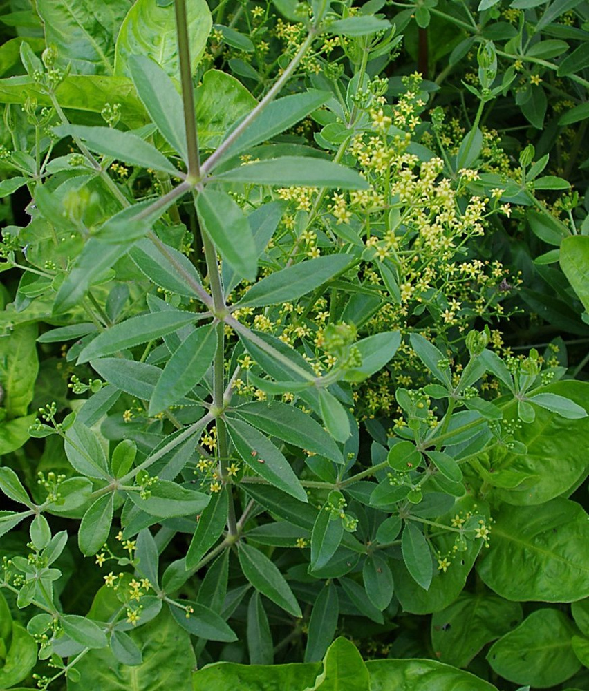 Rubia tinctorum - Image of an specimen - Plantarium