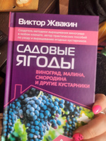 Садовые ягоды. Виноград, малина, смородина и другие кустарники | Жвакин Виктор Владимирович #1, Катюша К.