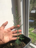 Семена Кипарис вечнозелёный пирамидальный (Cupressus sempervirens Pyramidalis), 30 штук #36, Артем С.