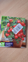 Семена Томат КОМНАТНЫЙ СИБИРЯК (0,05 г) - Семена Алтая #70, Юлия Т.