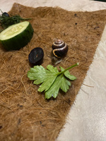 Кокосовый коврик(30*20 см) для террариума,рептилий, улиток,проращивания микрозелени. Грунт для террариума, кокосовый субстрат для улиток #5, Виктория К.