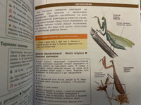 Большой определитель птиц, зверей, насекомых и растений России | Волцит Петр Михайлович, Пескова Ирина Михайловна #4, Ирина