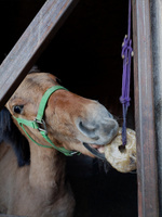 Лизунец FOR HORSE " Ромашка" / лакомство (ликит) для лошади 900 гр #11, Эстелла К.