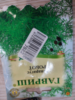 Аспарагус Робот (кистистый), 1 пакет, семена 0,2 гр, Гавриш #55, Надежда И.