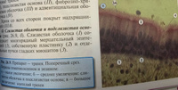 Учебник Гистология, цитология и эмбриология (Кузнецов С.Л.), 3-е издание, 2016 #3, Александр П.