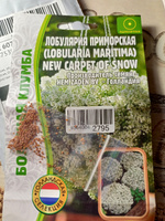 Алиссум (лобулярия) New Carpet of Snow, семена 500 шт, 1 пакет, ЧК #36, Ирина М.