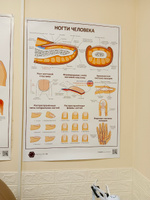 Плакат Ногти человека в кабинет педикюра и подолога в формате А1 (84 х 60 см) #7, Ирина Р.