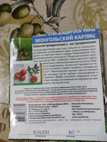 Томат МОНГОЛЬСКИЙ КАРЛИК, 1 пакет, семена 20 шт, Уральский Дачник, ультраскороспелый сорт #16, Людмила Ш.