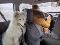 Ремень безопасности автомобильный для собак. Цвет: серый. #4, Андрей Б.