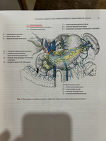 Хирургия Золлингера. Большой атлас наиболее распространенных оперативных вмешательств #7, Вячеслав Т.